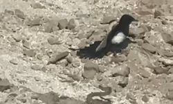 2 metrelik yılan, kartal ve kargaya güçlükle direndi