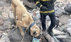Derede mahsur kalan köpeği itfaiye ekipleri kurtardı