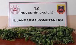 Arazide kenevir yetiştiren şüpheli yakalandı