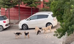 Kediye saldıran sokak köpekleri kameraya yansıdı