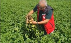 Yerel patates çeşitlerine tarla inceleme yapıldı