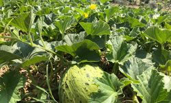 Tarımsal danışmanlar tarımda verimlilik için sahada
