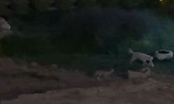 Tilkiyle köpeğin arkadaşlığı görenleri hayrete düşürdü
