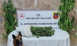 Kenevir ekilen araziye operasyon: 1 kişi tutuklandı