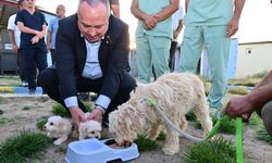 Nevşehir’de sokak hayvanları için kalıcı çözüm adımı