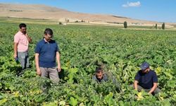 Tarladaki hastalıklar uydudan kontrol ediliyor