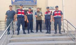 Yaralı paçalı baykuş koruma altına alındı