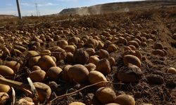 Nevşehir tarımında dönüm noktası: İlk hasat yapıldı