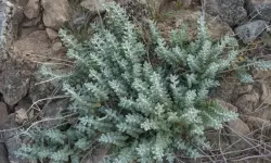Nevşehir'in En Meşhur Şifalı Bitkisi: Peryavşan Otu