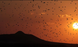 Avanos’ta Binlerce Sığırcık Kuşu Görsel Şölen Sundu