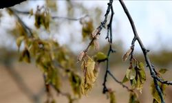 Zirai dondan etkilenen üreticilere yeni destek