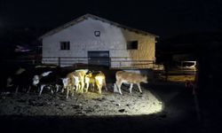 Kaybolan 14 büyükbaş hayvan jandarma ekiplerince bulundu