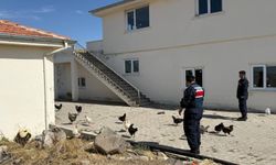 Kümes hayvanı hırsızı jandarmaya yakalandı