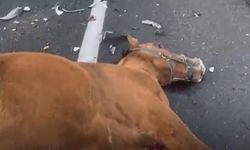 Ürgüp’te kaza: Otomobilin çarptığı atlar telef oldu