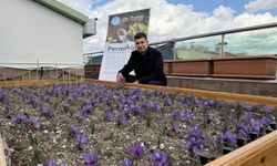 Ülkü Ocakları terasında safran hasadı