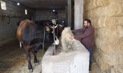 Veteriner genç devlet desteğiyle kendi işletmesini kurdu