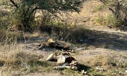 Nevşehir'de şok görüntü! 8 buzağı ö*ü bulundu