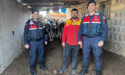 Nevşehir’de firari inekleri jandarma buldu