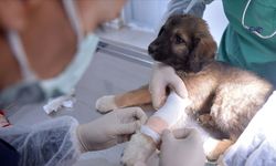 Nevşehir’de evcil hayvan sahipleri dikkat