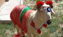 Nevşehir'de 'Gelin Koçu' Geleneği Devam Ediyor..