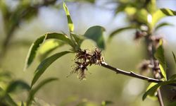 Zirai dondan etkilenen üreticilere yeni destek ödemesi