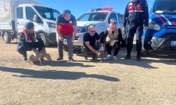 Nevşehir’de bir evde 8 yasaklı ırk köpek yakalandı