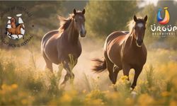 Ürgüp’te festival için geri sayım başladı