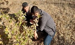 Nevşehir’de süne mücadelesi başladı