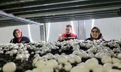 Gülşehir’de mantarcılık sektörüne teknolojik yatırım