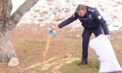 Gülşehir’de kar yağdı, belediye can dostları unutmadı