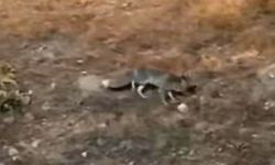 Nevşehir’de yiyecek arayan tilki sokağa indi