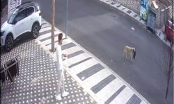 Nevşehir’de sevimli hırsızın görüntüleri kameraya yansıdı