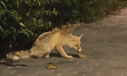 Nevşehir’de tilki, sokak hayvanları için bırakılan mamayı yedi