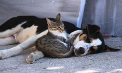 Hayvan sahipleri dikkat! 31 aralık son gün