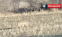 Nevşehir’de aç kurtlar yiyecek ararken böyle görüntülendi