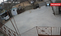 Nevşehir’de aç kalan tilki tavukları telef etti