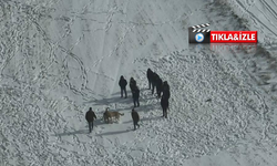 Nevşehir'de köpek dövüşü skandalı:10 gözaltı