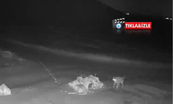 Nevşehir’de köye inen kurtlar vatandaşları tedirgin etti