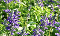 Nevşehir’de Yetişen Adaçayının İnanılmaz Faydaları