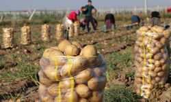 Nevşehir’de patates üretiminde yeni dönem: Çiftçinin yüzü gülecek