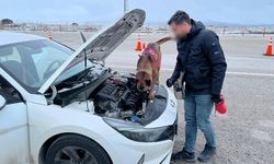 Jandarmadan Nevşehir’de zehir tacirlerine darbe