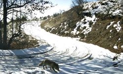 Nevşehir kırsalında yaban hayatı fotokapana yansıdı