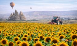 Ayçiçeği üreticilerine destek! Nevşehir’de ödemeler açıklandı