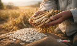 Kuru fasulye üretenler dikkat: 2026 destekleri açıklandı