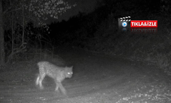 Nevşehir kırsalında yaban hayatı fotokapana yansıdı