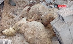 Nevşehir’de korkutan görüntü:12 koyun telef oldu