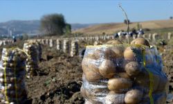 Patates üreticisine rekor destek: Nevşehir’de ödemeler açıklandı