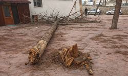 Kuvvetli rüzgar Nevşehir’i vurdu: Parktaki çam ağacı devrildi