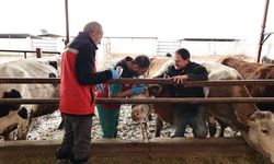 Nevşehir’de şap aşı seferberliği: Ekipler sahada