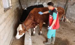 Nevşehir’de şap aşılama seferberliği sürüyor